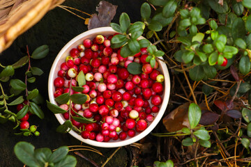 Bowl of delicious ripe red lingonberries outdoors, top view