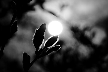 Magnolia buds on a magnolia tree taken in black and white with the moon background
