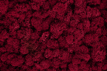 Viva magenta moss background, natural ecological texture