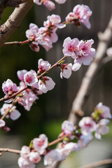 A beautiful blooming nectarine in spring in the garden.