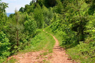 Fototapeta na wymiar hiking trail in the mountains surrounded with green trees and pine trees in sunny day