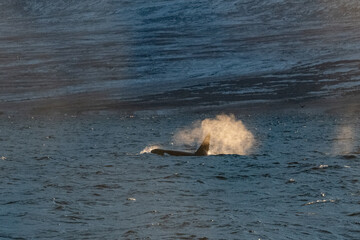 Fototapeta premium Orca, killer whale