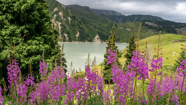 ivan-tea blooms on the shore of a mountain lake