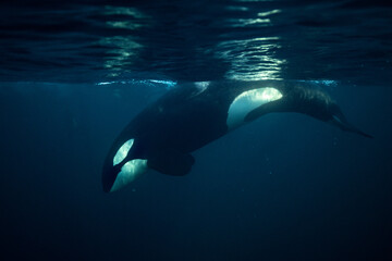 Orca, killer whale