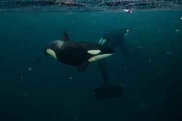 Orca, killer whale © Stanislav