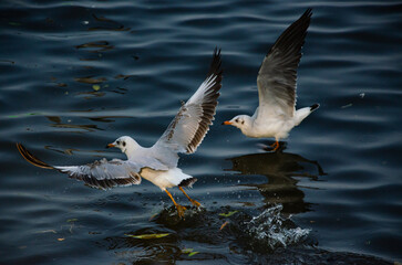 Seagulls that migrate from the cold to live in the Gulf of Thailand.