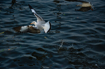 Seagulls that migrate from the cold to live in the Gulf of Thailand.
