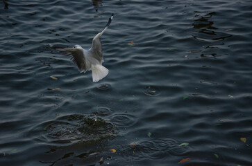 Seagulls that migrate from the cold to live in the Gulf of Thailand.