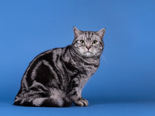 Handsome black silver blotched British Shorthair cat, siting up side ways. Looking straight to...