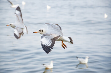 Seagulls that migrate from the cold to live in the Gulf of Thailand.