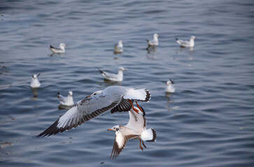 Fototapeta na wymiar Seagulls that migrate from the cold to live in the Gulf of Thailand.