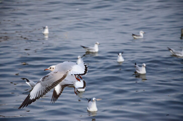 Seagulls that migrate from the cold to live in the Gulf of Thailand.
