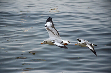 Seagulls that migrate from the cold to live in the Gulf of Thailand.