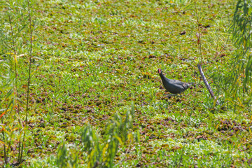 Common Gallinule (Gallinula galeata) in pond overgrown with Giant Salvinia (Salvinia molesta) in park, Buenos Aires, Argentina