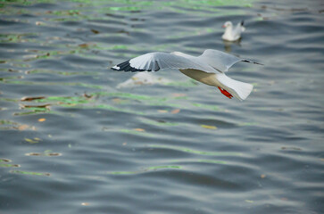 Seagulls that migrate from the cold to live in the Gulf of Thailand.