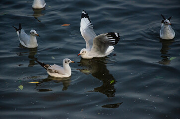 Fototapeta premium Seagulls that migrate from the cold to live in the Gulf of Thailand.