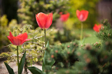 Beautiful blooming red tulips in the garden.
