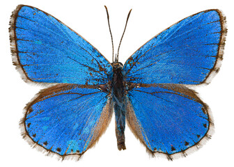 Beautiful turquoise tropical butterflies with wings spread