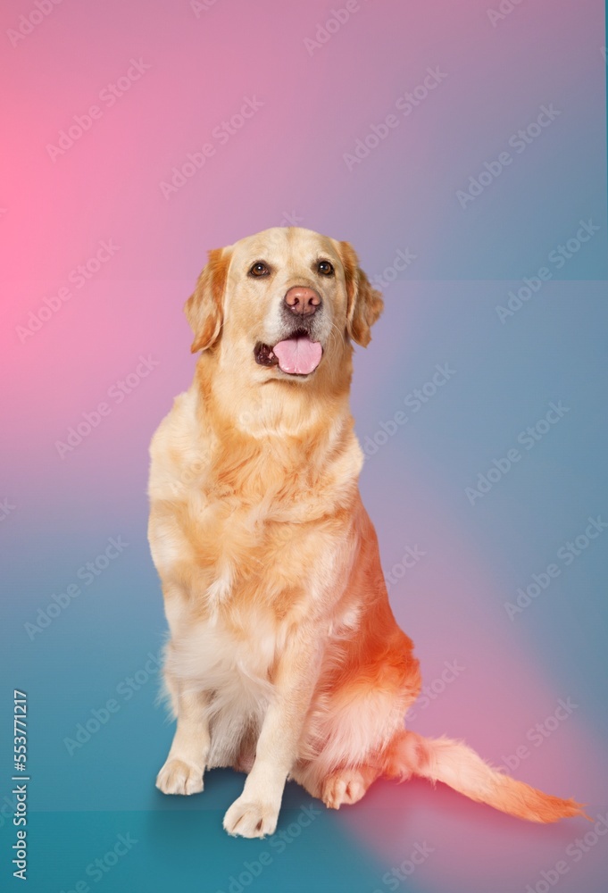 Poster Funny cute young dog on colored background