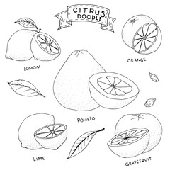 Handdrawn citrus doodle icon illustration for design and web isolated on white background.Citrus vector objects for labels, logos and advertising.
Hand drawn black and white sketch. Flat design.