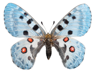 Beautiful turquoise tropical butterflies with wings spread