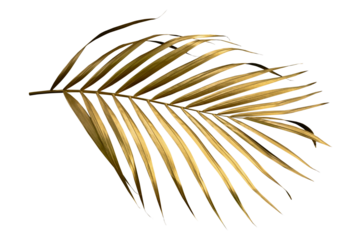 Golden palm leaf PNG on transparent background Abstract monstera leaf decoration design, PNG	