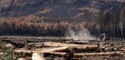Machinery working on burnt pine tree forest