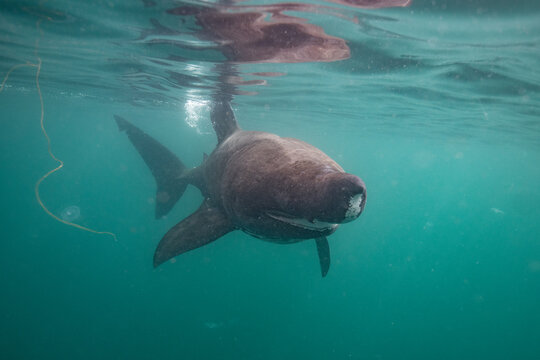 Basking shark