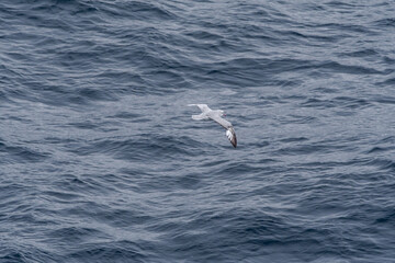 Southern Fulmar (Fulmarus glacialoides) in South Atlantic Ocean, Southern Ocean, Antarctica
