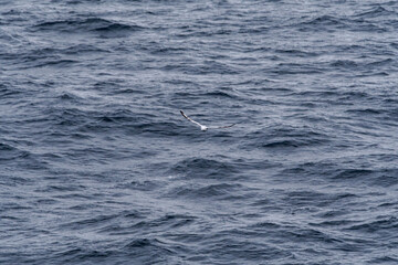 Southern Fulmar (Fulmarus glacialoides) in South Atlantic Ocean, Southern Ocean, Antarctica