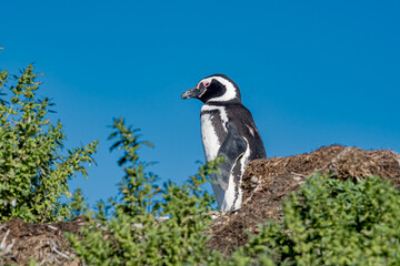 Obraz premium Magellanic Penguin (Spheniscus magellanicus) at colony, Land of Fire (Tierra del Fuego), Argentina