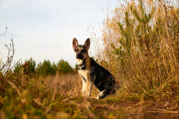 Dog German Shepherd on nature landscape in an autumn or summer day