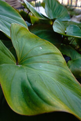  Green broad leaves in the garden.  