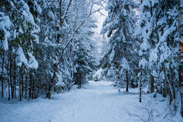 Winter scene in Northern Europe with beautiful snow covered spruce trees. Snowy forest background.