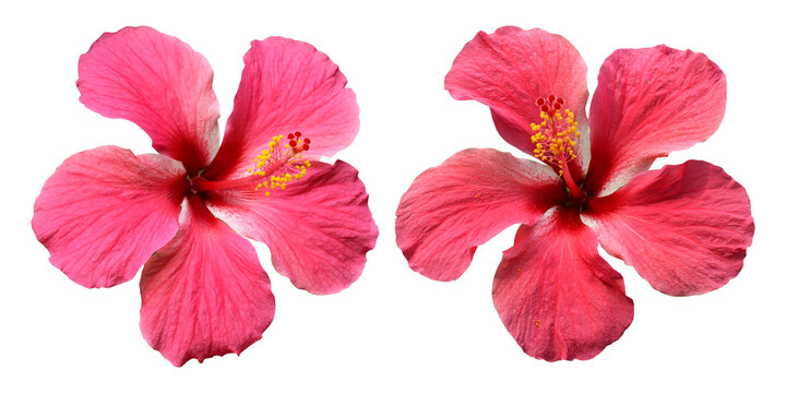 Pink hibiscus flowers isolated on transparent background