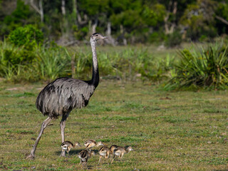 Greater Rhea with chicks foraging in savannah of Pantanal, Brazil © FotoRequest