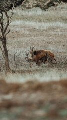 wild pig
