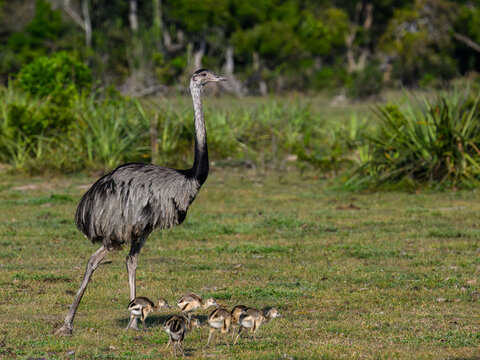 Greater Rhea with chicks foraging in savannah of Pantanal, Brazil