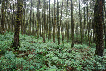 forest trails, hiking trails, pine forests.