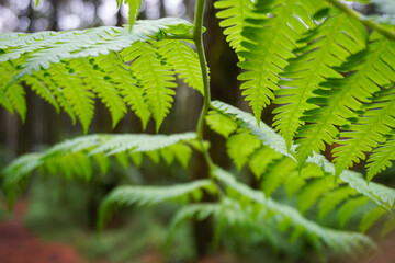 Fresh green fern leaves, macro view photo of fern from decorative background.       