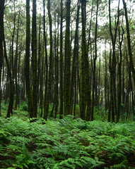 forest trails, hiking trails, pine forests.