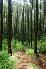 forest trails, hiking trails, pine forests.