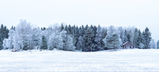 Frosty birch tree in a wintry landscape