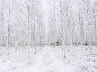 Frosty birch tree in a wintry landscape