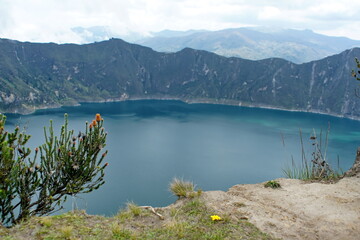 Flower of the Andes above Quilotoa Lake near Latacunga, Ecuador