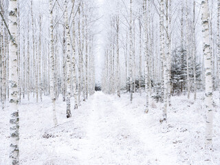 Frosty birch tree in a wintry landscape