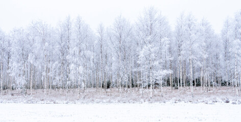 Frosty birch tree in a wintry landscape