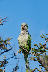 Monk Parakeet (Myiopsitta monachus) in park, Buenos Aires, Argentina