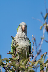 Monk Parakeet (Myiopsitta monachus) in park, Buenos Aires, Argentina