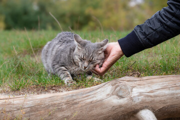 A stray cat on the street.A man's hand strokes the head of a street striped cat.Survival of homeless animals on the street.